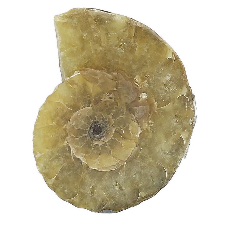 فسیل آمونیت (شاخ قوچی) طبیعی کلکسیونی منحصر به فرد با نقوش زیبا رنگ خاص دکوری- سنگ درمانی